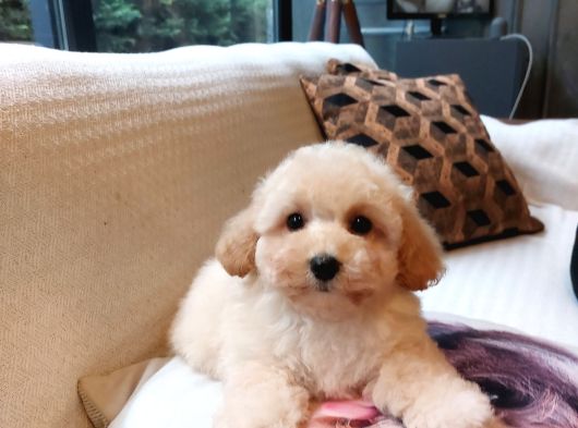Maltipoo Yavruları Sizleri Bekliyor görsel