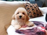 Maltipoo Yavruları Sizleri Bekliyor