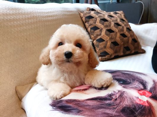 Maltipoo Yavruları Sizleri Bekliyor görsel