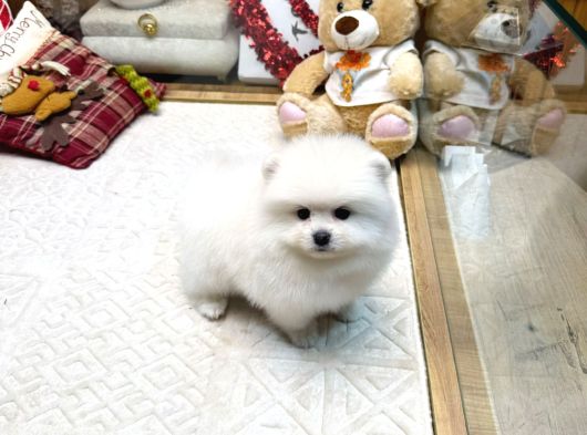 Beyaz renk pomeranian yavrular