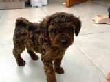 ORJİNAL TOY poodle  sizlerle sadece renge bakın