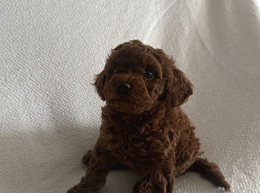 Dişi Ve Erkek Kore Poodle Bebekler