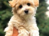 Safkan Malti̇poo Yavrulari