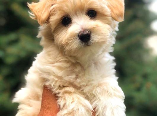 Safkan Malti̇poo Yavrulari görsel