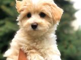 Safkan Malti̇poo Yavrulari