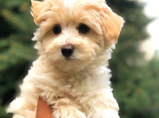 Safkan Malti̇poo Yavrulari görsel