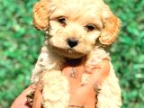 Safkan Malti̇poo Yavrulari