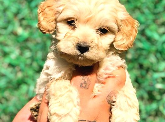 Safkan Malti̇poo Yavrulari görsel
