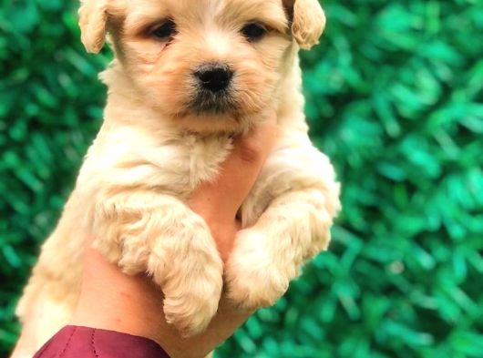 Safkan Malti̇poo Yavrulari görsel