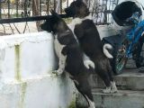 Safkan Ameri̇kan Aki̇ta Ve Aki̇ta İnu Yavrulari