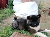 Safkan Ameri̇kan Aki̇ta Ve Aki̇ta İnu Yavrulari