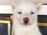 Safkan Husky Yavrulari
