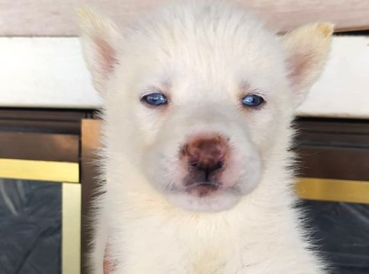 Safkan Husky Yavrulari görsel