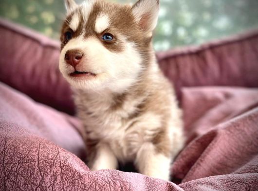 Safkan Husky Yavrulari görsel