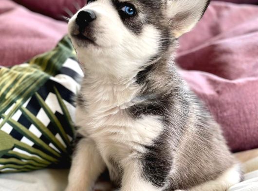 Safkan Husky Yavrulari görsel