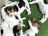 SAFKAN ELİZABETH BEAGLE YAVRULARI