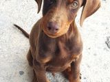 Safkan Ki̇ng Doberman Yavrulari