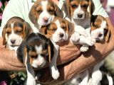 Safkan Eli̇zabeth Beagle Yavrulari