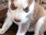 Safkan Husky Yavrulari
