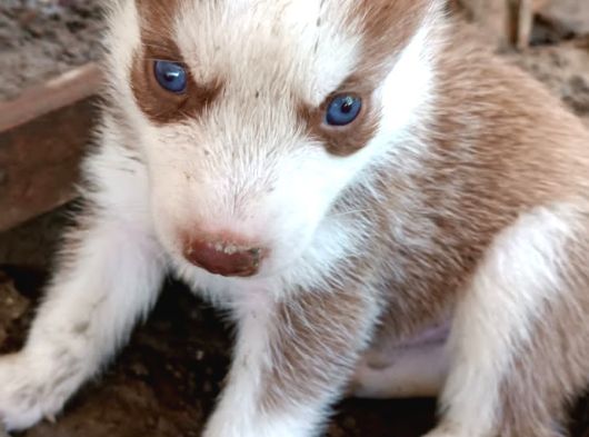 Safkan Husky Yavrulari görsel