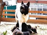 SAFKAN AMERİKAN AKİTA VE AKİTA İNU YAVRULARI