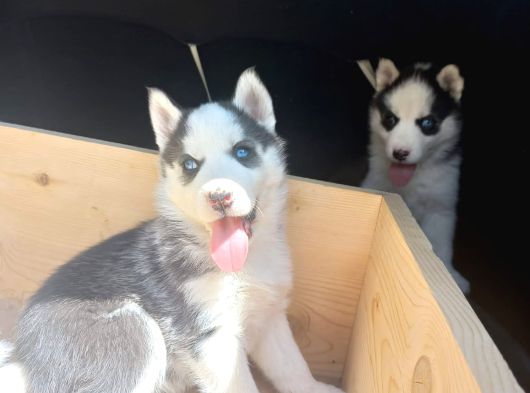 Safkan Husky Yavrulari