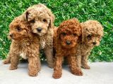 İNANILMAZ KALİTE TOY POODLE YAVRULAR BURADA