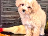 Tea Cup Malti̇poo Yavrulari̇ İstanbul