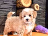 TEA CUP MALTİPOO YAVRULARİ İSTANBUL