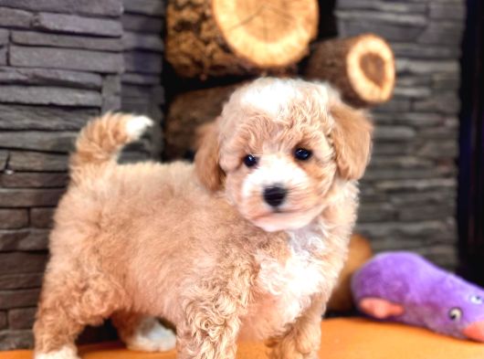 TEA CUP MALTİPOO YAVRULARİ İSTANBUL