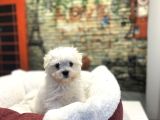Kore Kan Teacup Malteseterrier Yavrularımız