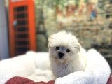 Kore Kan Teacup Malteseterrier Yavrularımız