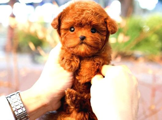 Toy Poodle Yavrularim