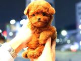 Toy Poodle Yavrularim
