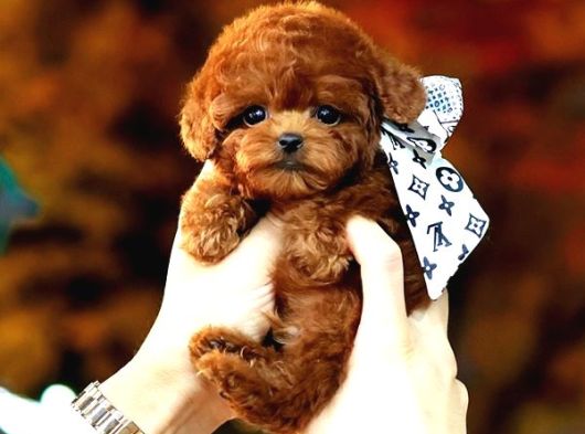 Toy Poodle Yavrularim görsel