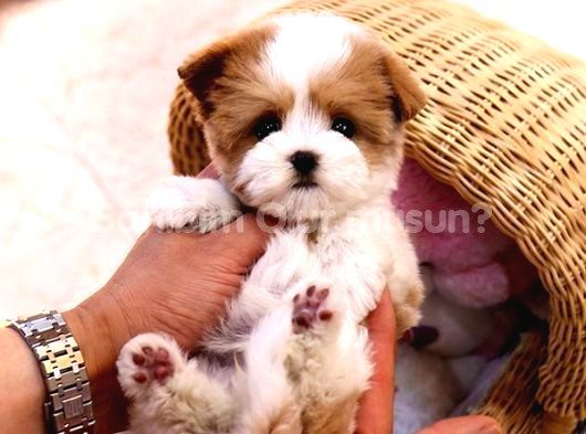 Kore Gen Hatti Maltipoo Bebekleri̇m görsel