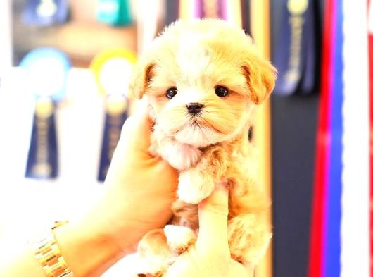 Teacup Boyutta Maltipoo Yavrumuz