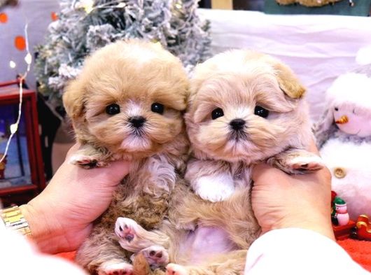 Malti̇poo Bebekleri̇m görsel
