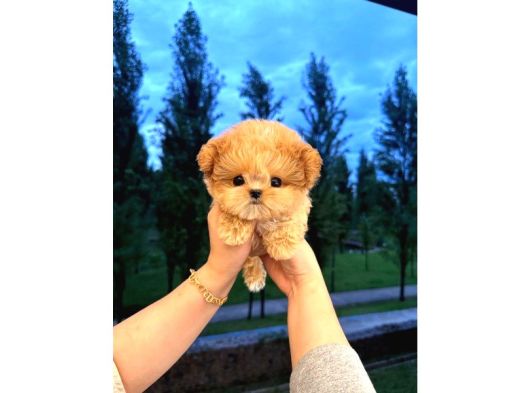 Malti̇poo Bebekleri̇m