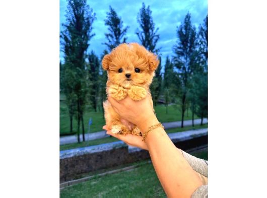 Malti̇poo Bebekleri̇m görsel