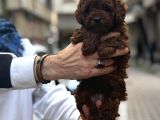 Neşe Kaynağı Poodle Yavrular