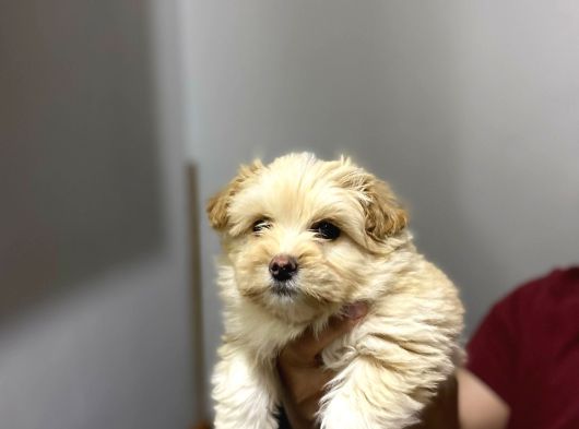 Kalite Maltipoo Yavrularımız
