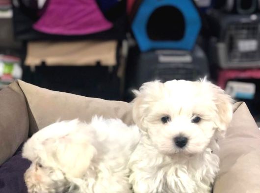 Efsane Güzellikte Vonalp Pet Garantili Maltese Terrier görsel