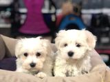 Efsane Güzellikte Vonalp Pet Garantili Maltese Terrier