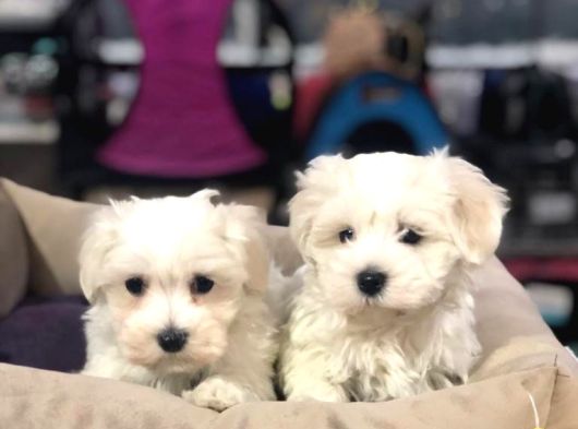 Efsane Güzellikte Vonalp Pet Garantili Maltese Terrier görsel