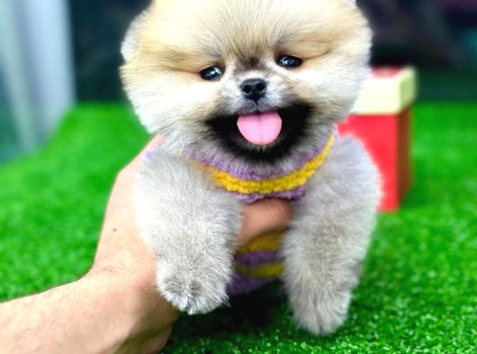 Vonalp Pet Garantili Pomeranian Boo Yavrularimiz görsel
