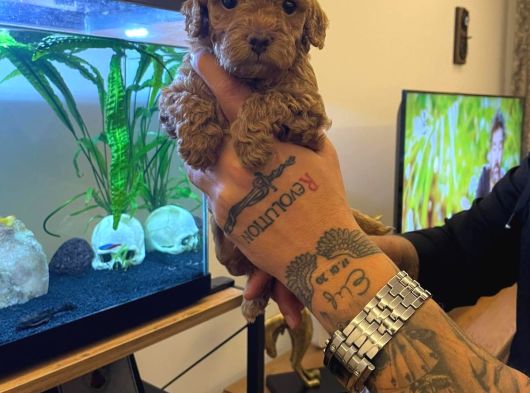Safkan Toy Poodle Yavrulari görsel