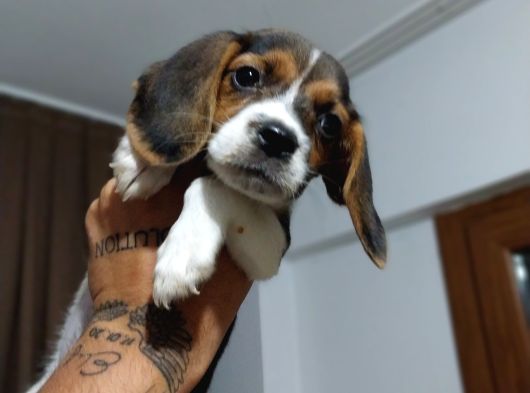 Safkan Eli̇zabeth Beagle Yavrulari görsel