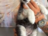 Safkan Husky Yavrulari