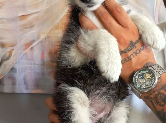 Safkan Husky Yavrulari görsel